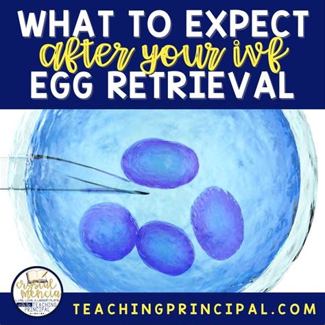 What To Expect After IVF Egg Retrieval - Crystal Mencia Scheidt