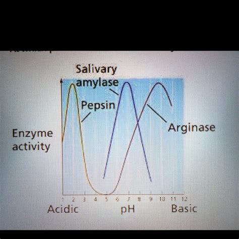 Salivary amylase Pepsin Arginase Enzyme activity Acidic 2 3 4 5 6 7 8 9 ...