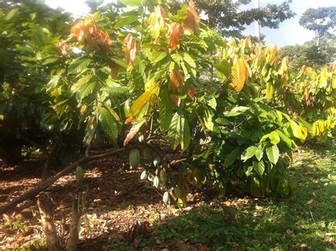 THE BEST Places to Visit in New Tafo Akyem (2026)