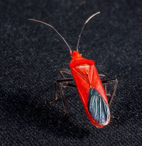 640x960 wallpaper | red and black bug | Peakpx