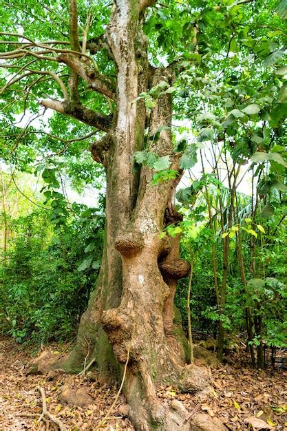 Rainforest Tree Types 的图像结果