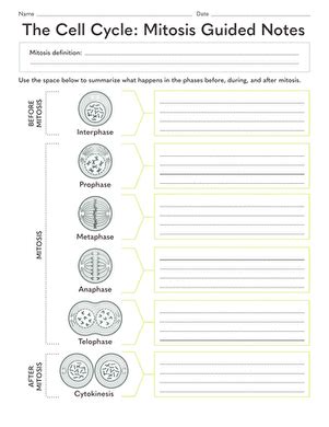 Image result for Cell Cycle Worksheet Answer Key
