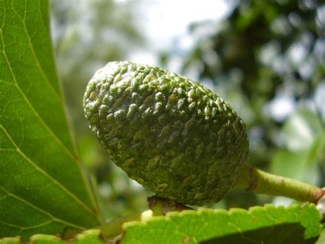Maraş 18, Chandler, Sütyemez 1, Altay 1, Kaman1 ve Franquette’den ...
