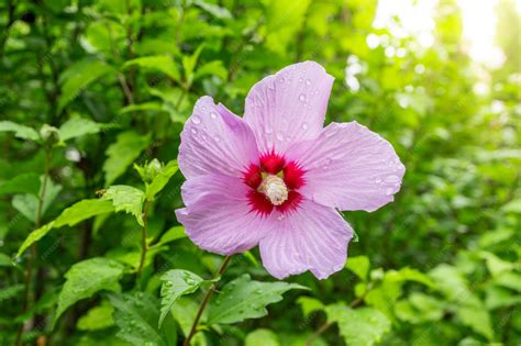 Premium Photo | Korean national flower in the name rose of sharon or ...