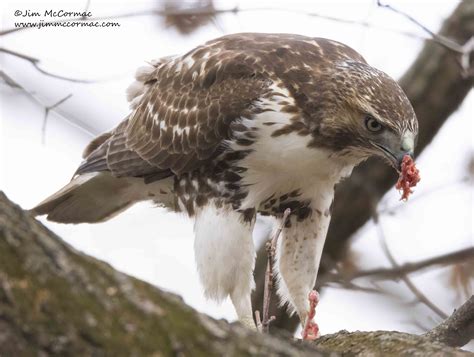 Ohio Birds and Biodiversity: Red-tailed Hawk eats Gray Squirrel!