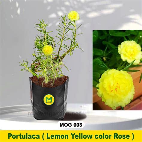Portulaca Plant Lemon Yellow MOG-003 – MyOwnGarden®