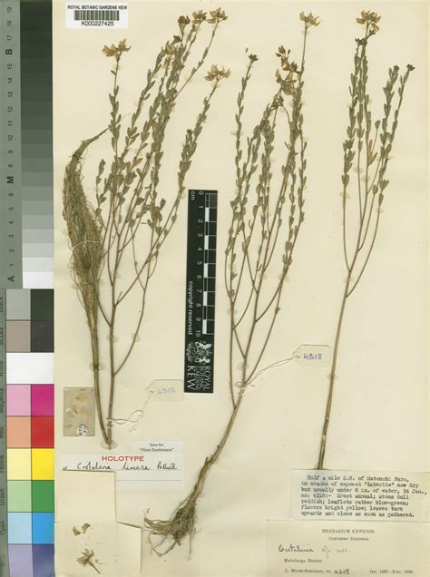 Crotalaria limosa Polhill | Plants of the World Online | Kew Science