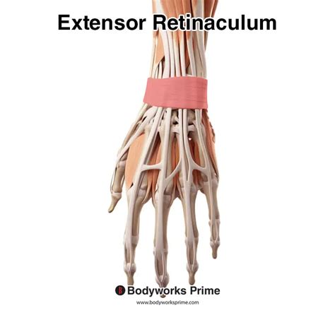 Image result for Extensor Retinaculum
