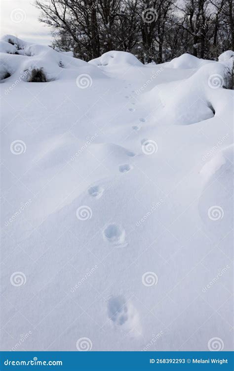 Bobcat Tracks in Fresh Snow Leading To Tree Thicket Stock Image - Image ...