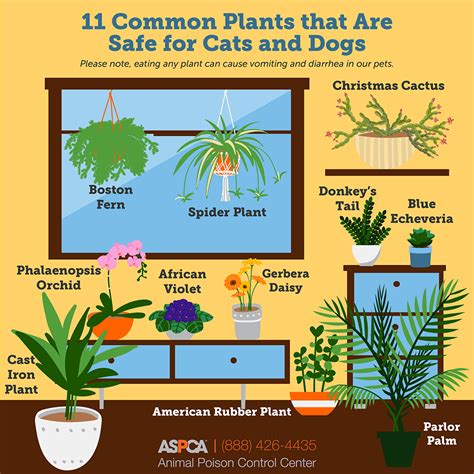 Liven Up Your Space With These Pet-Friendly Plants! | ASPCA