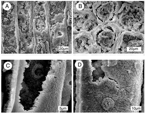 Wood Petrifaction: A New View of Permineralization and Replacement