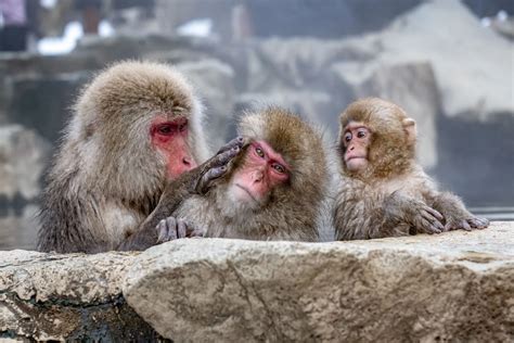 17 top things to do in Japan for culture, food, and fun