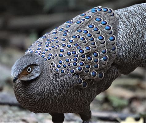 Gray Peacock-pheasant (Polyplectron bicalcaratum) — Coke Smith Wildlife