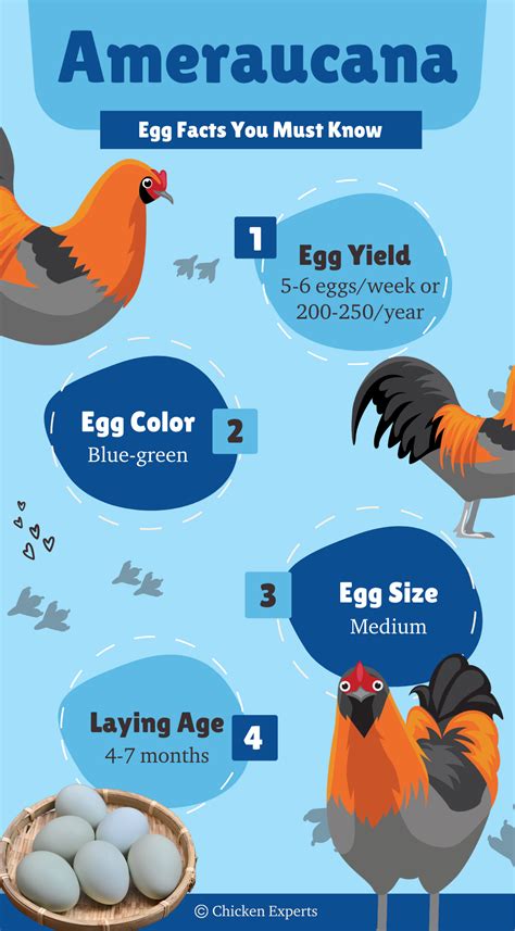 Ameraucanas and Their Blue Eggs🪺: Your Go To Guide - chickenexperts