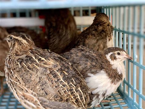 Coturnix & Celadon Quail Chicks | Eggs, Meat & Blue Egg Layers | Sugar ...