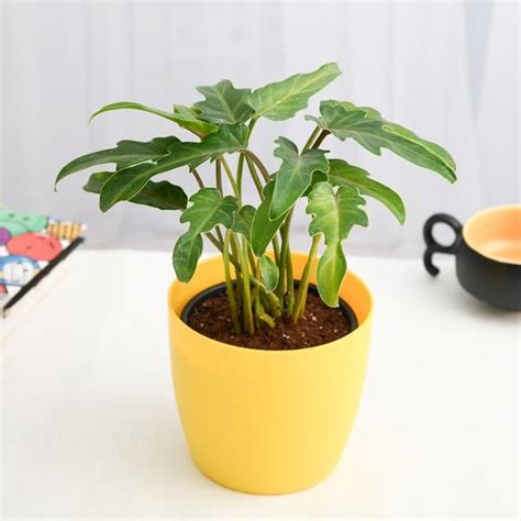 Buy Philodendron Plants online from Nurserylive at lowest price.