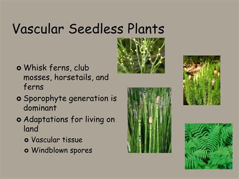 PPT - Nonvascular Plants and Seedless Vascular Plants PowerPoint ...