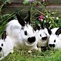 Image result for Little Rabbit Beautiful