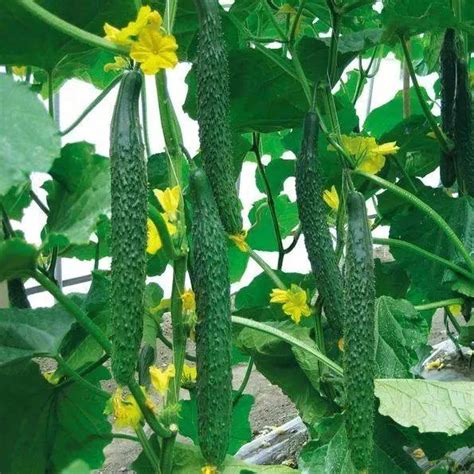 人们通常吃的黄瓜原来是这么种植出来的，涨知识|温室|藤蔓|小黄瓜_新浪新闻