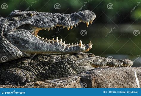 Mating Nile Crocodile (Crocodylus Niloticus). Two Crocodiles with ...