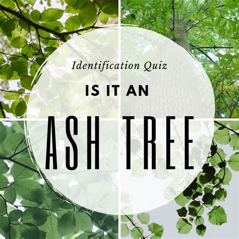 Ash Tree Identification Guide 的图像结果