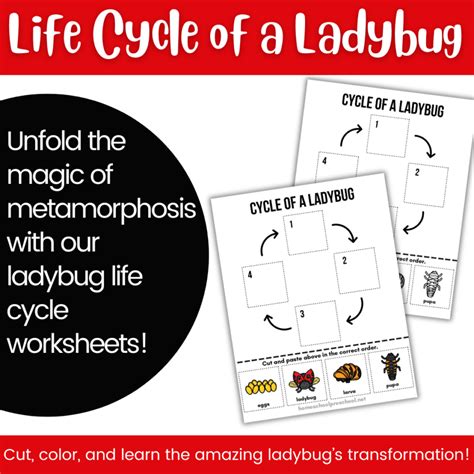 Life Cycle of a Ladybug Worksheet