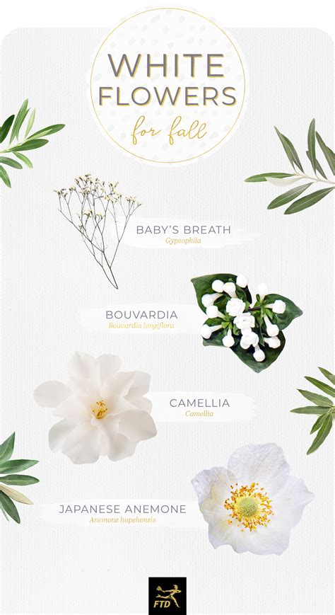 White Flower Names