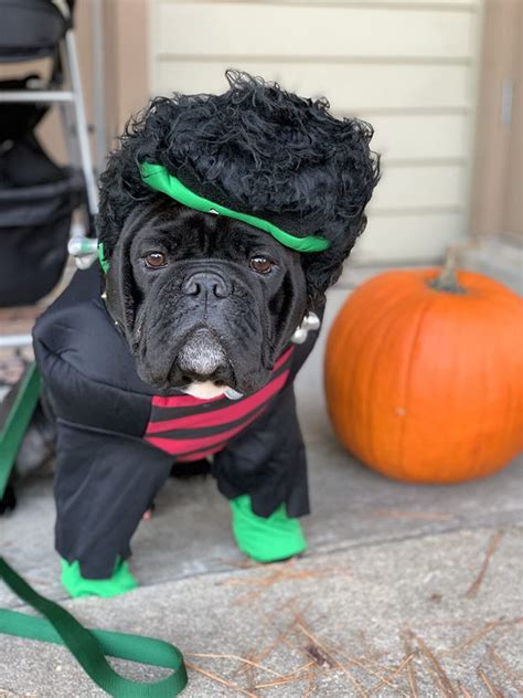 Funny Dog Costumes for Halloween to Make You Laugh!