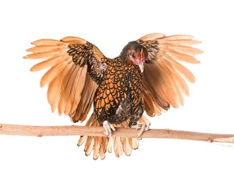 Do Chickens Fly? Can They? Here's The Truth!