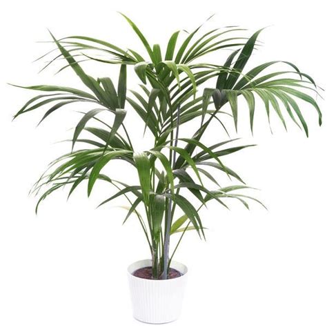 Buy Kentia palm - Plant online from Nurserylive at lowest price.