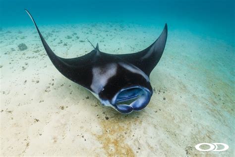 Can Fish Swim Backwards? The Truth Behind Aquatic Movement