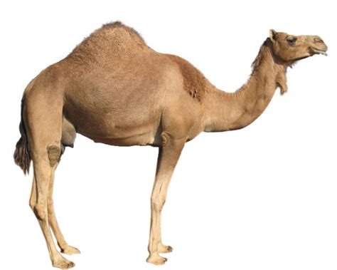 Camel | Free Images at Clker.com - vector clip art online, royalty free ...