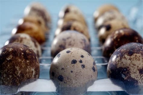 Small Farm Animals 的图像结果