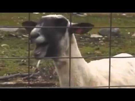 Taylor Swift - I knew you were trouble Ft. Screaming goat. Em's new ...