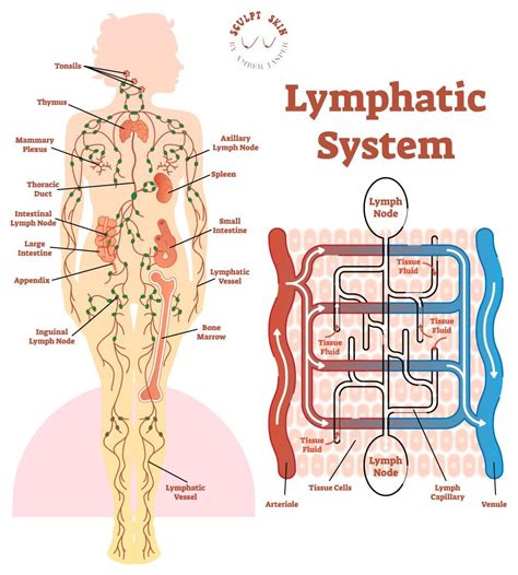 Is Lymphatic Drainage Massage Good For Menopause? — Sculpt & Skin by Amber Jasper