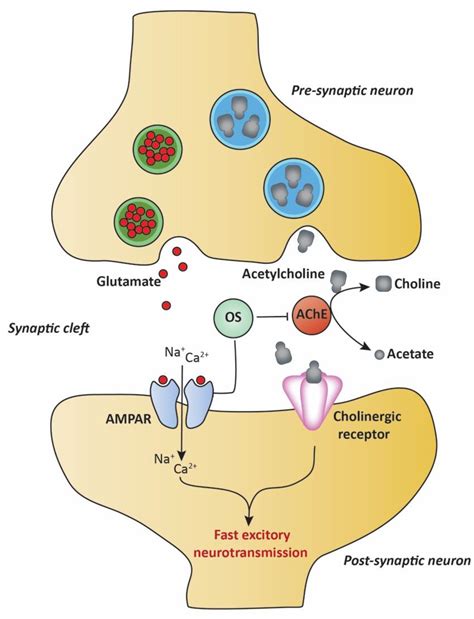 Origanum syriacum Phytochemistry and Pharmacological Properties: A ...