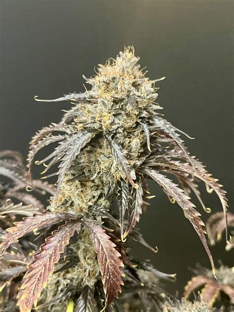 Alien Tech Diesel Mapping 的图像结果