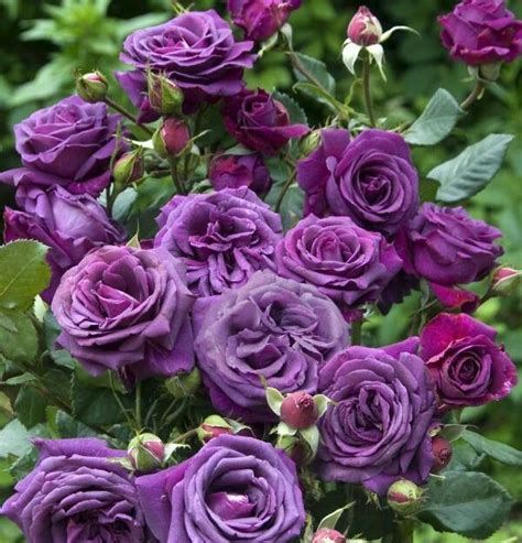 Image result for Flower Digram Using Turtle Python