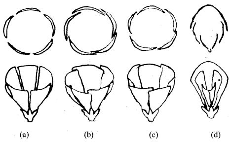 Morphology of Flowering Plants Class 11 Important Extra Questions ...