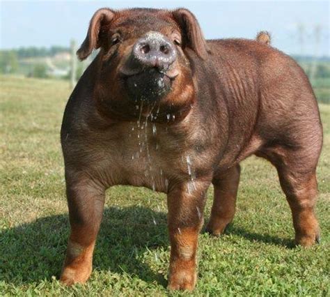 Duroc Pig Breed All You Need To Know: Origin And, 59% OFF