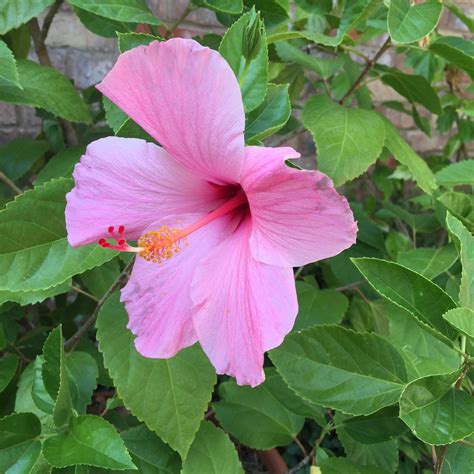 Pink Hibiscus Flower