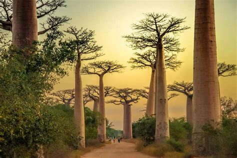 Weirdest trees in the world and where to find them | Times of India Travel