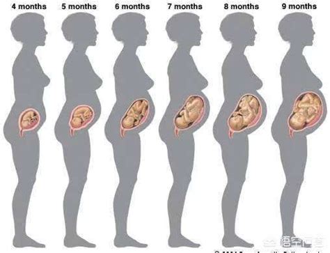 怀孕五个月图片有多大肚子（怀孕5个月肚子有这么大，5个月胎儿本领大，对照一下达标了吗？） | 说明书网