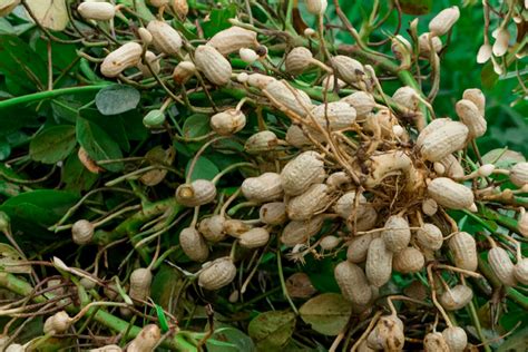 Peanuts Legumes Nitrogen