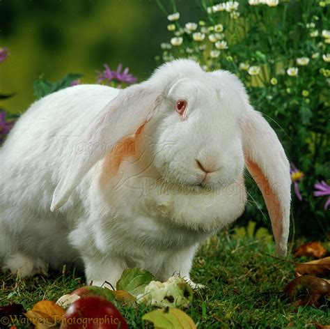 White French Lop rabbit photo WP35126