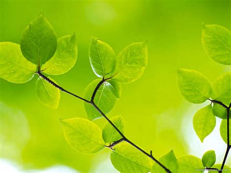 Ppt Background Green 的图像结果