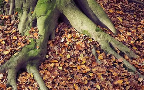 Image result for Tree Rot Infection