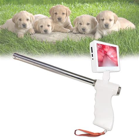 Buy Artificial Insemination , Dog Artificial Insemination AI , Dog ...