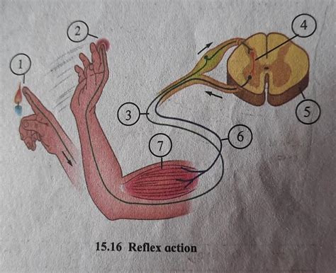 Observe the diagram of reflex action given above and answer the ...