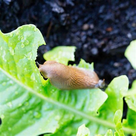 10 Ways to Get Rid of a Slug Infestation on Your Lawn